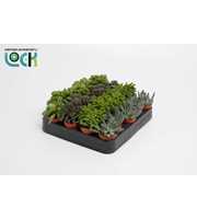 Peperomia Mix