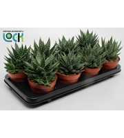 Gasteria Apollo