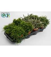 Rhipsalis Mix