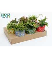 Rhipsalis mix in kleuren keramiek