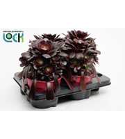 Aeonium Arboreum