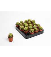 Sedum Nussbaumeriana