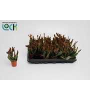 Rhipsalis agudoensis