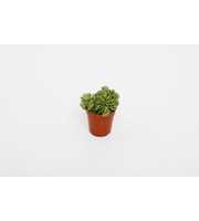 Peperomia Happy Bean Tanz