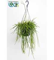 Rhipsalis Pulchra