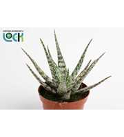 Aloe Somaliensis