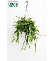 Rhipsalis Crispata