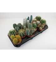 Cactus mix