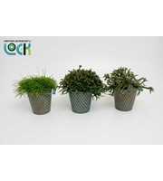 Rhipsalis mix in zink Berlijn