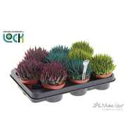 Aloe Aristata Make Upz mix drie kleuren