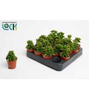 Peperomia Green Spark