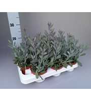 Senecio crassisimus 10.5