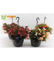 Begonia Waterfall Dreams Encanto gemengd by Valsta