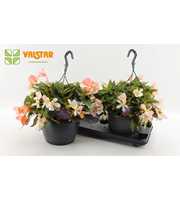 Begonia Waterfall Dreams Angel Soft Pink by Valsta