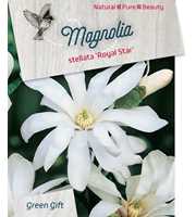 Magnolia st. 'Royal Star'