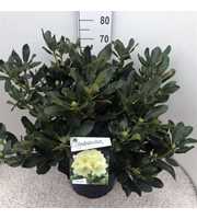 Rhododendron 'Horizon Monarch'