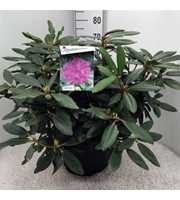 Rhododendron 'Catawb. Boursault'