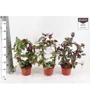 tradescantia mix