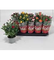 Rosa 12 cm Lotz of Roses Jewel Mix Five Colours
