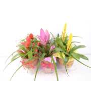 sping mix