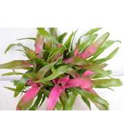 Neoregelia rose