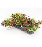 Calibrachoa Trixi Bolero