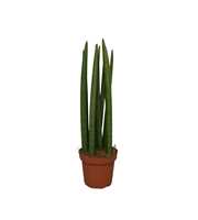 Sansevieria Cylindrica Straight