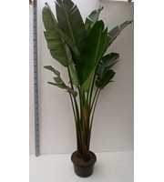 strelitzia nicolae hy