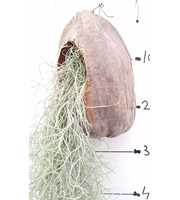 Tillandsia usneoides cocosnoot
