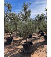 Olea Europaea bonsai - 01