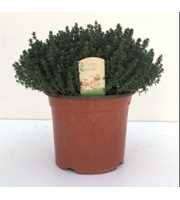 THYMUS FAUSTINI 18