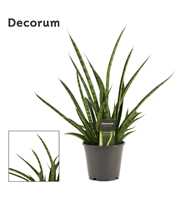 Sansevieria Tiger crown 14 cm (Decorum)