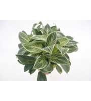 Philodendron White Wave 'Mini'
