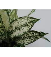 Aglaonema White Kiwi P12 30cm