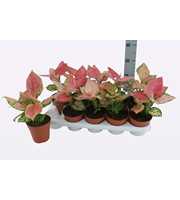 Aglaonema Cherry Baby P12 30cm