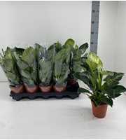 Philodendron 'Birkin'