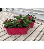Pelargonium Geranium Pretty Little Pink Splash in 