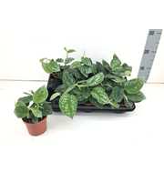 Scindapsus Pictus P9 cm