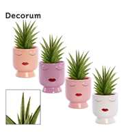 Sansevieria Jewel crown 12 cm in Dua Lipa (Party l