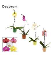 Phalaenopsis 1 tak 9+ mix in Naemi (Natural bubble