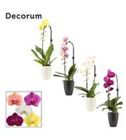 Phalaenopsis cascade 1 tak mix in Carly black & wh