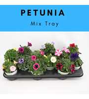 Petunia mixtray