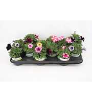 Petunia Mixlaag speciale kleuren