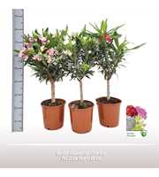 Nerium oleander op stam