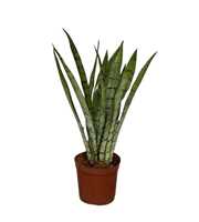 Sansevieria Silver Princess