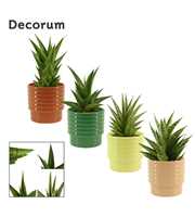 Sansevieria Crown mix 12 cm in Naemi (Natural bubb