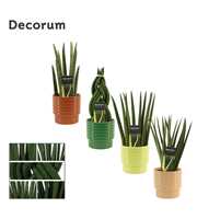 Sansevieria cylindrica 12 cm mix in Naemi (Natural