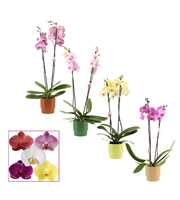 Phalaenopsis 2 tak 14+ mix in Naemi (Natural bubbl