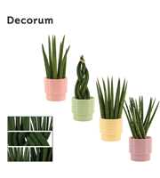 Sansevieria Cylindrica 9 cm mix in Naemi (Tasty bu