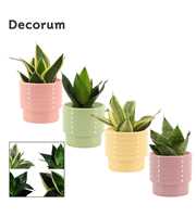 Sansevieria Hahnii 9 cm mix in Naemi (Tasty bubble